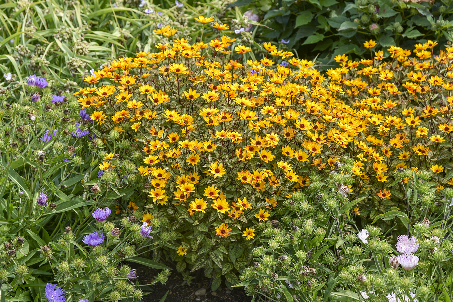 Heliopsis
